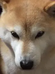 柴*犬様 旧裏ポケモンカード 炎デッキ - メルカリ