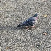 モビアム