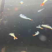 煮込み