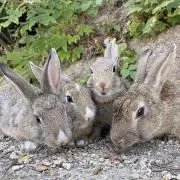 え✮の画像