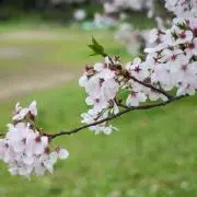 カズイママ(プロフ必読)の画像