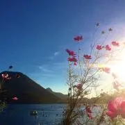 ぽこらての画像