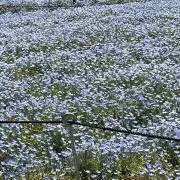 ドリームの画像