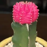 あず。の画像