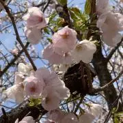 4児のまま＊はな＊の画像