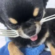 マキシム5