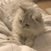 モちゃんの画像