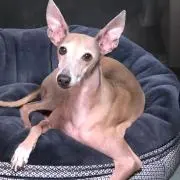 グイヨウの画像