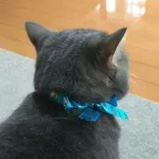 りんたろうの画像