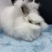 梅干しの画像