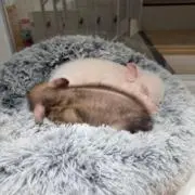 rika♡