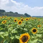 ぴかちの画像