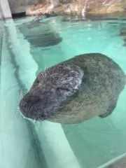 まかさなの画像