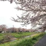 りんの画像