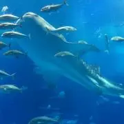 ミーナの画像