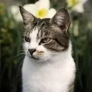 ト*ん様 COTA i CARE Orange 10 シャンプー & トリートメ - メルカリ