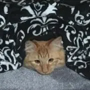 2児のママの画像