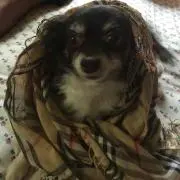 オランジュ