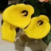ユジュシの画像