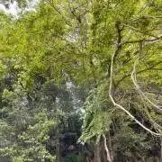 もろぞふの画像
