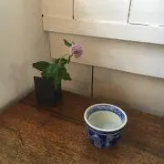 小夏の画像