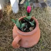ミーの画像