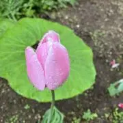 うわかぜの画像