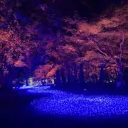 Maru2814の画像