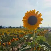 wind:）の画像