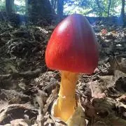 むねし