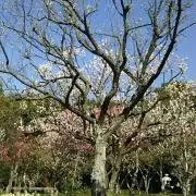 ここ