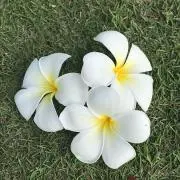 Rinの画像