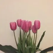 Ⓜ️.プロフ必読の画像