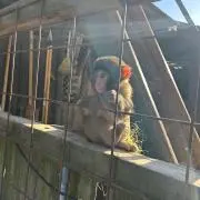 Rodmanの画像