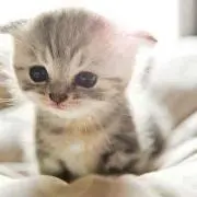 ねこ