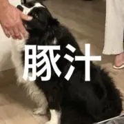 s.gen3110の画像