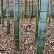 ととと