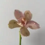 soraの画像