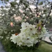 エムの画像