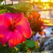 hawaiiの画像