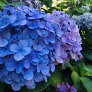 はつえ　プロフ確認お願いしますの画像