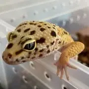 たじをの画像