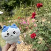 きなこの画像