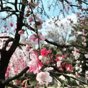 みゆうの画像