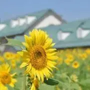 あやなの画像