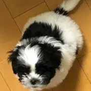 ミホミホの画像
