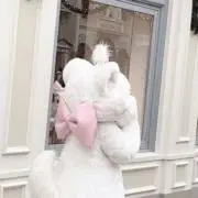 ぷりんの画像