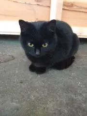 しんの画像