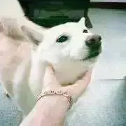 しろあんの画像