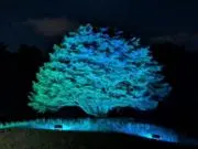 ハギカリ(個人)の画像